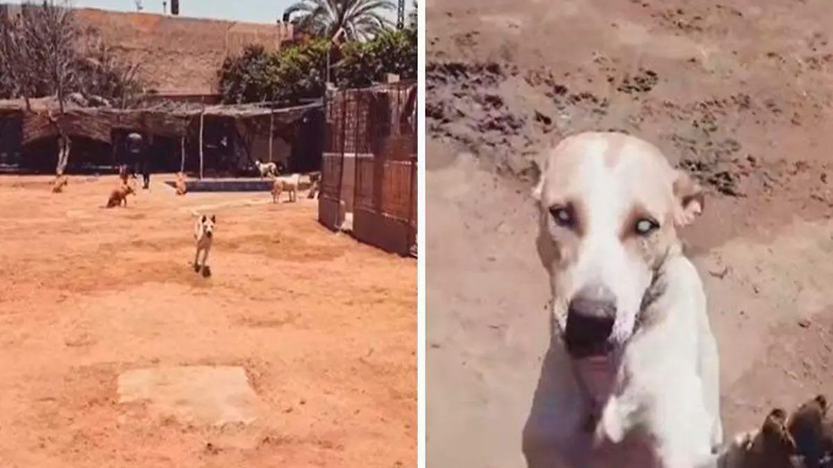 perro ciego rescatado